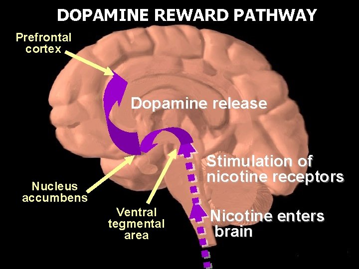 DOPAMINE REWARD PATHWAY Prefrontal cortex Dopamine release Stimulation of nicotine receptors Nucleus accumbens Ventral