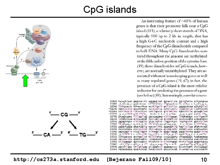 Cp. G islands http: //cs 273 a. stanford. edu [Bejerano Fall 09/10] 10 