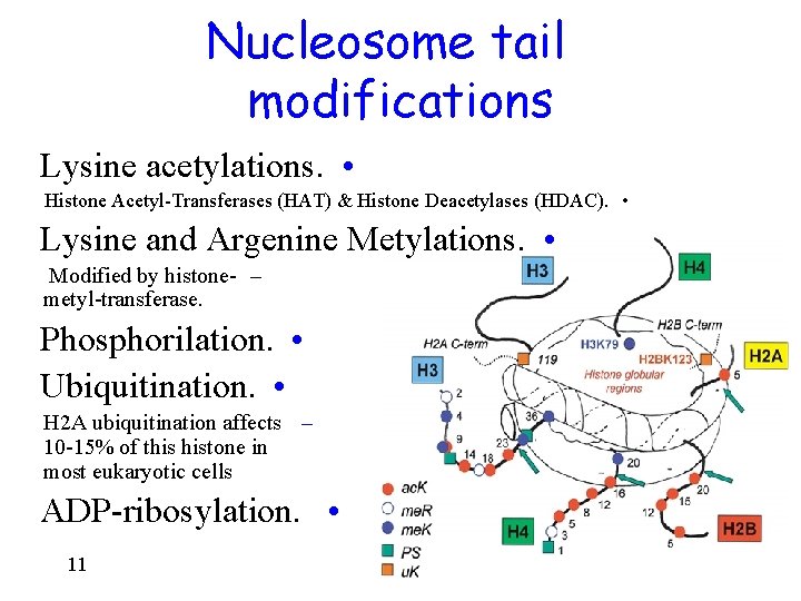 Nucleosome tail modifications Lysine acetylations. • Histone Acetyl-Transferases (HAT) & Histone Deacetylases (HDAC). •