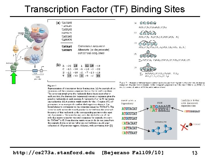 Transcription Factor (TF) Binding Sites http: //cs 273 a. stanford. edu [Bejerano Fall 09/10]