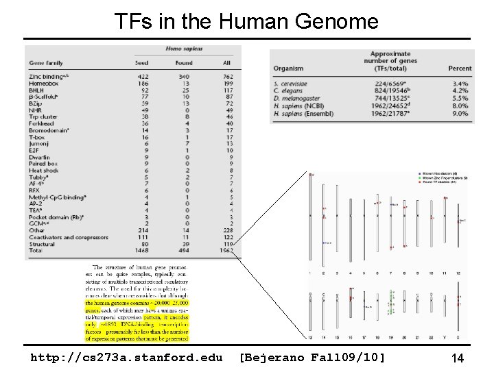 TFs in the Human Genome http: //cs 273 a. stanford. edu [Bejerano Fall 09/10]