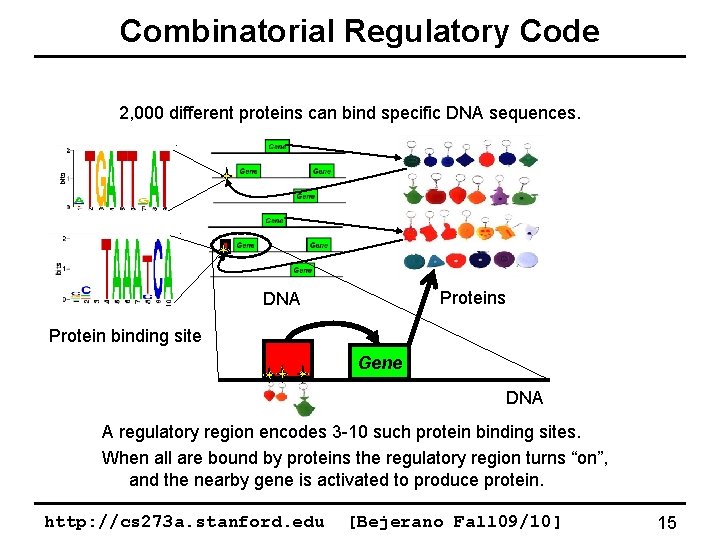 Combinatorial Regulatory Code 2, 000 different proteins can bind specific DNA sequences. Proteins DNA
