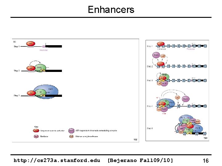 Enhancers http: //cs 273 a. stanford. edu [Bejerano Fall 09/10] 16 