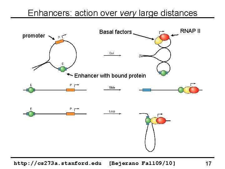 Enhancers: action over very large distances promoter Basal factors RNAP II Enhancer with bound