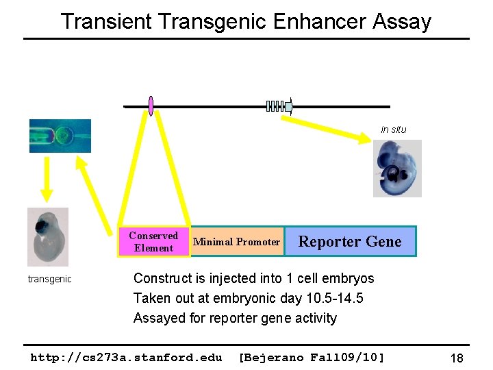 Transient Transgenic Enhancer Assay in situ Conserved Element transgenic Minimal Promoter Reporter Gene Construct