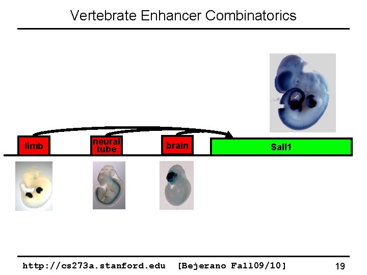 Vertebrate Enhancer Combinatorics limb neural tube http: //cs 273 a. stanford. edu brain Sall