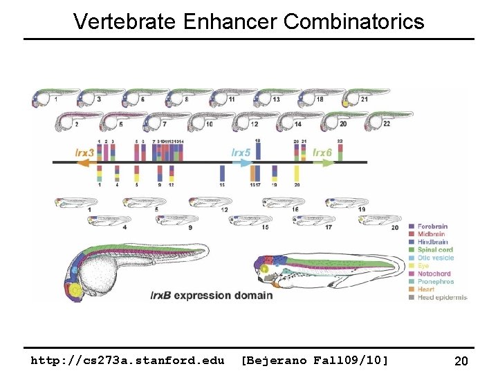 Vertebrate Enhancer Combinatorics http: //cs 273 a. stanford. edu [Bejerano Fall 09/10] 20 