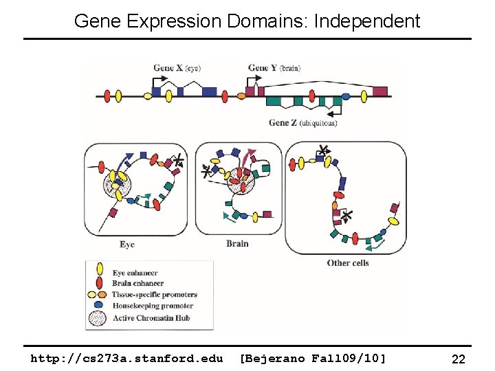 Gene Expression Domains: Independent http: //cs 273 a. stanford. edu [Bejerano Fall 09/10] 22