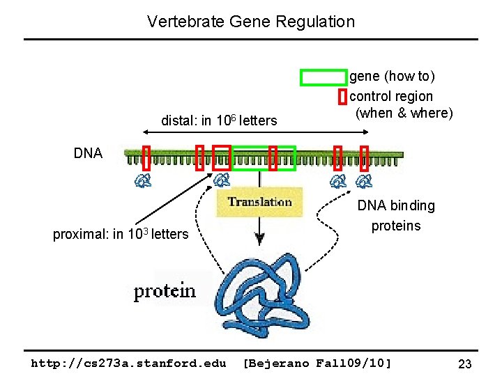 Vertebrate Gene Regulation distal: in 106 letters gene (how to) control region (when &