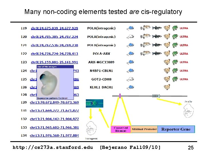Many non-coding elements tested are cis-regulatory http: //cs 273 a. stanford. edu [Bejerano Fall