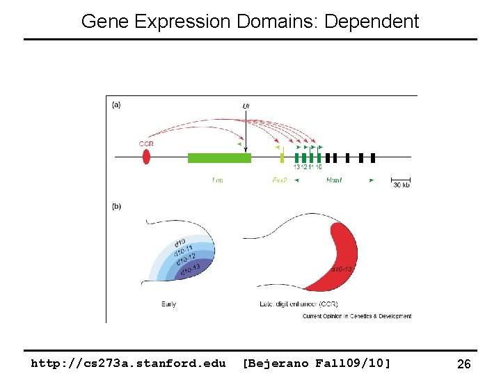 Gene Expression Domains: Dependent http: //cs 273 a. stanford. edu [Bejerano Fall 09/10] 26