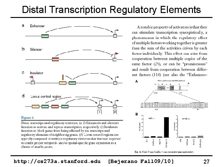 Distal Transcription Regulatory Elements http: //cs 273 a. stanford. edu [Bejerano Fall 09/10] 27