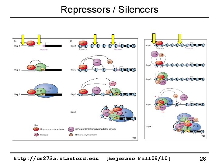 Repressors / Silencers http: //cs 273 a. stanford. edu [Bejerano Fall 09/10] 28 