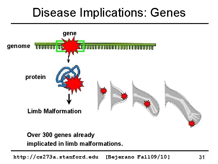 Disease Implications: Genes gene genome protein Limb Malformation Over 300 genes already implicated in
