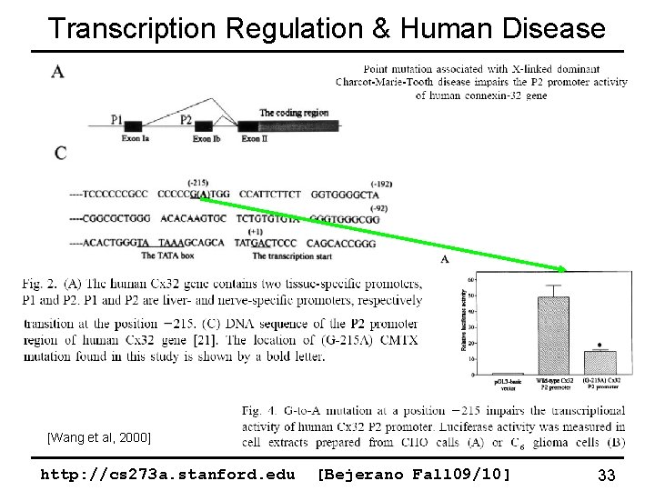 Transcription Regulation & Human Disease [Wang et al, 2000] http: //cs 273 a. stanford.