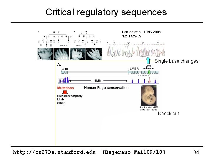 Critical regulatory sequences Lettice et al. HMG 2003 12: 1725 -35 Single base changes