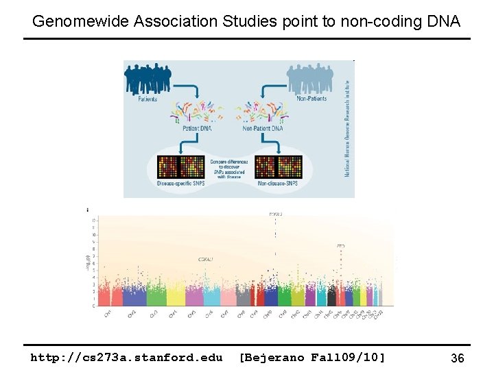 Genomewide Association Studies point to non-coding DNA http: //cs 273 a. stanford. edu [Bejerano