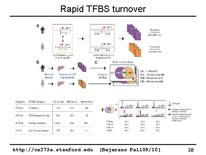 Rapid TFBS turnover http: //cs 273 a. stanford. edu [Bejerano Fall 09/10] 38 