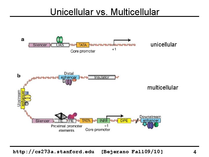 Unicellular vs. Multicellular unicellular multicellular http: //cs 273 a. stanford. edu [Bejerano Fall 09/10]