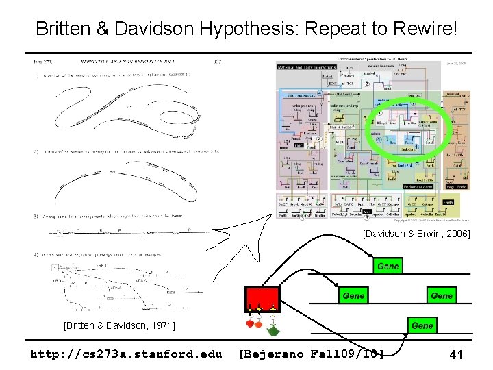 Britten & Davidson Hypothesis: Repeat to Rewire! [Davidson & Erwin, 2006] [Britten & Davidson,