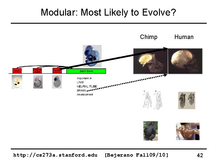 Modular: Most Likely to Evolve? Chimp http: //cs 273 a. stanford. edu [Bejerano Fall