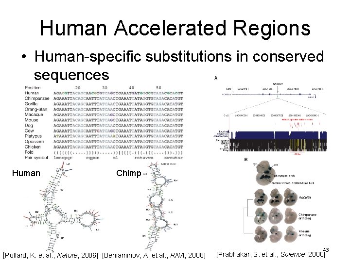 Human Accelerated Regions • Human-specific substitutions in conserved sequences Human [Pollard, K. et al.