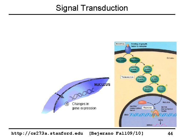 Signal Transduction http: //cs 273 a. stanford. edu [Bejerano Fall 09/10] 44 
