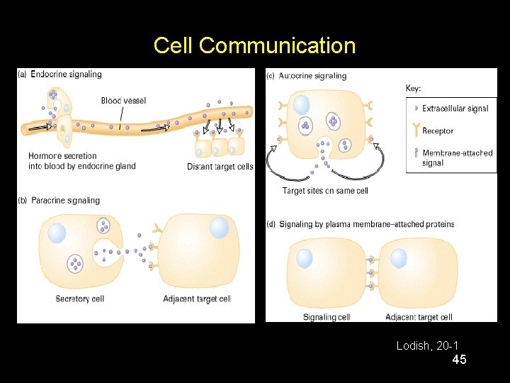 Cell Communication Lodish, 20 -1 45 