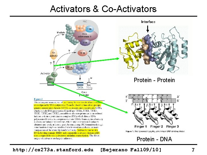 Activators & Co-Activators Protein - DNA http: //cs 273 a. stanford. edu [Bejerano Fall