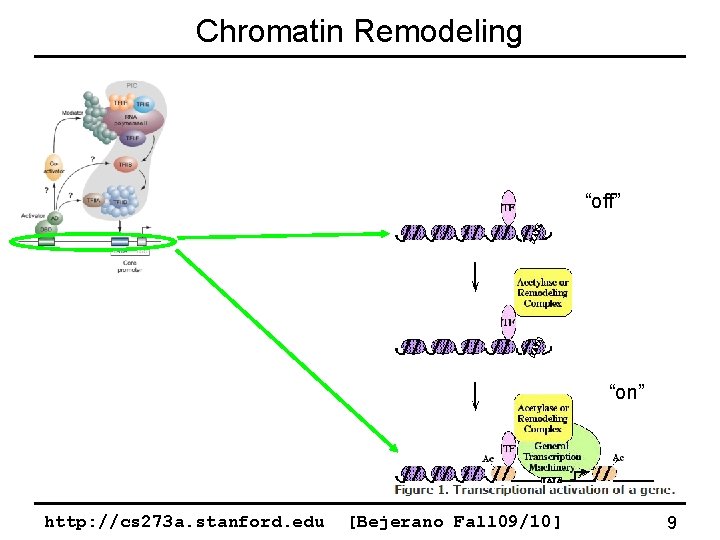 Chromatin Remodeling “off” “on” http: //cs 273 a. stanford. edu [Bejerano Fall 09/10] 9