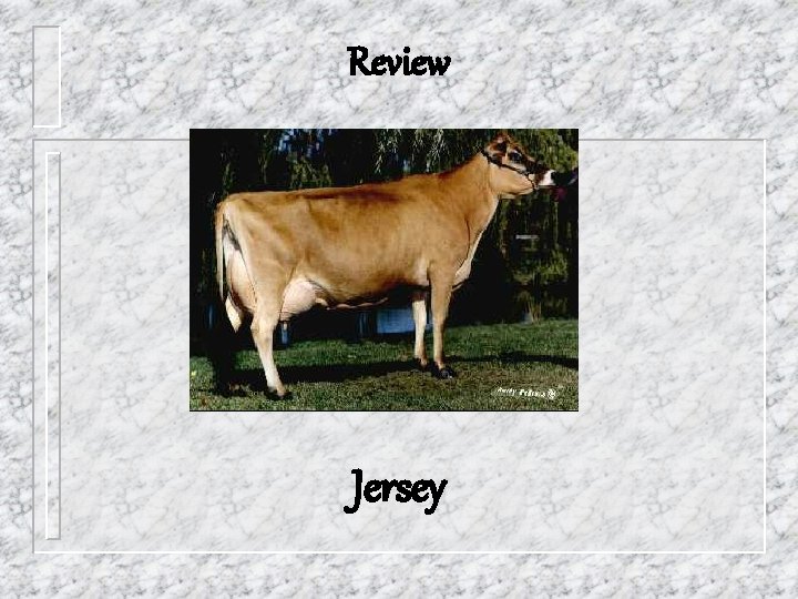 Review Jersey 