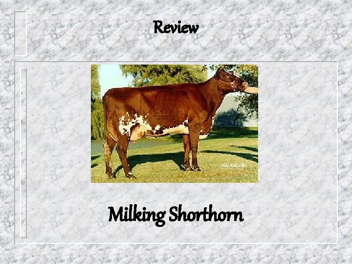 Review Milking Shorthorn 