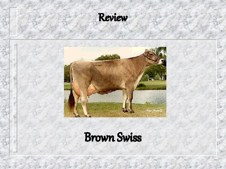 Review Brown Swiss 