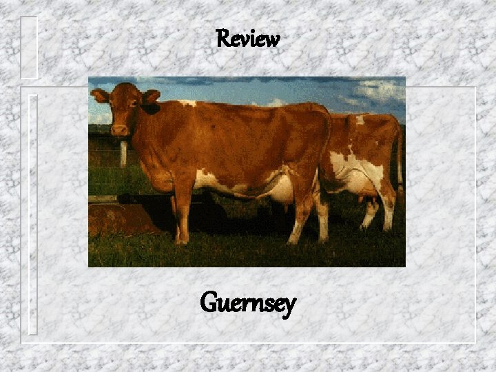 Review Guernsey 