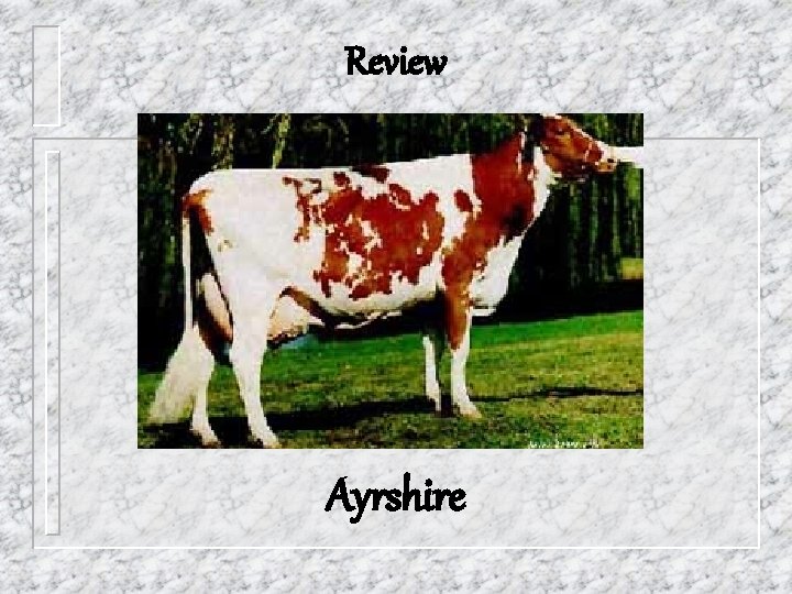 Review Ayrshire 