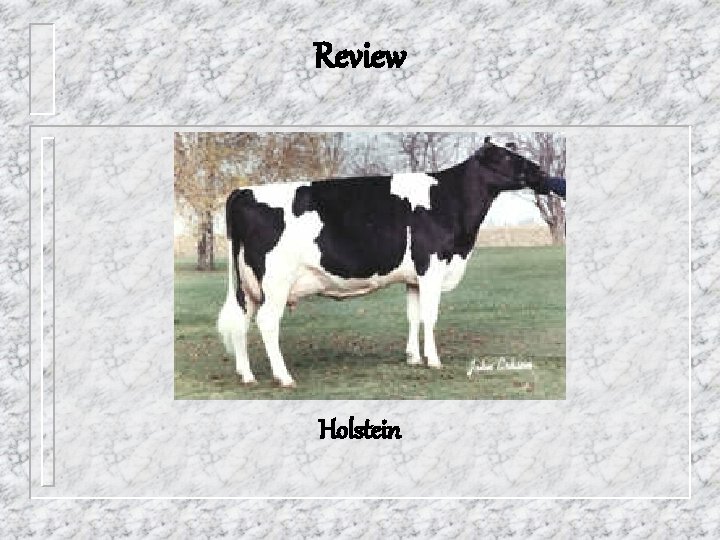 Review Holstein 