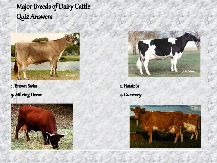 Major Breeds of Dairy Cattle Quiz Answers 1. Brown Swiss 3. Milking Devon 2.