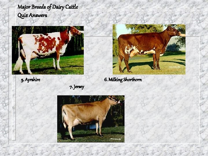 Major Breeds of Dairy Cattle Quiz Answers 5. Ayrshire 6. Milking Shorthorn 7. Jersey