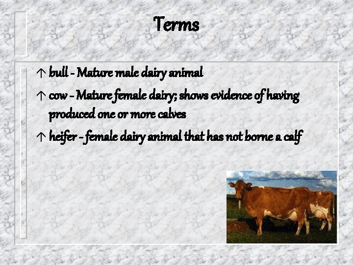 Terms á bull - Mature male dairy animal á cow - Mature female dairy;