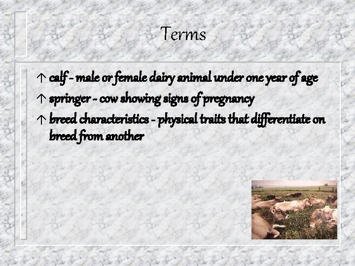 Terms á calf - male or female dairy animal under one year of age