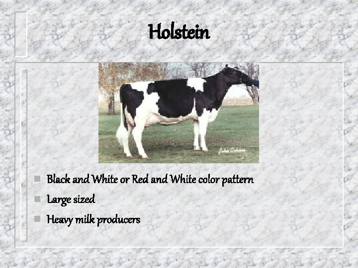 Holstein n Black and White or Red and White color pattern Large sized Heavy