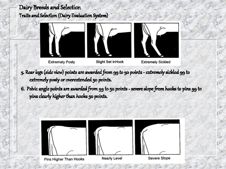 Dairy Breeds and Selection Traits and Selection (Dairy Evaluation System) 5. Rear legs (side