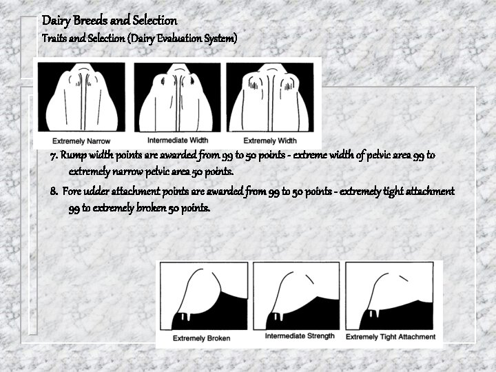 Dairy Breeds and Selection Traits and Selection (Dairy Evaluation System) 7. Rump width points