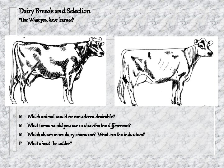 Dairy Breeds and Selection “Use What you have learned” 2 2 Which animal would