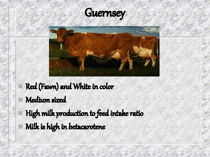 Guernsey n Red (Fawn) and White in color n Medium sized n High milk