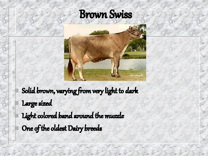 Brown Swiss n n Solid brown, varying from very light to dark Large sized