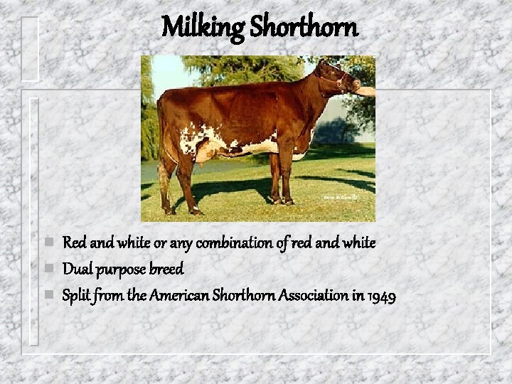 Milking Shorthorn n Red and white or any combination of red and white Dual