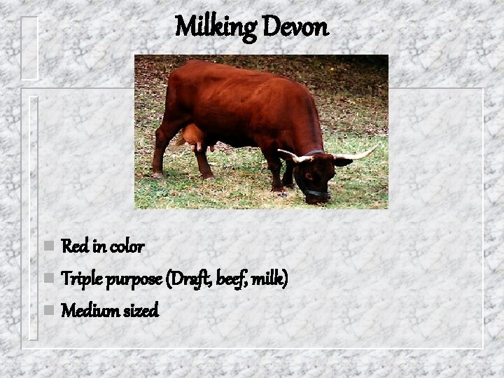 Milking Devon n Red in color n Triple purpose (Draft, beef, milk) n Medium