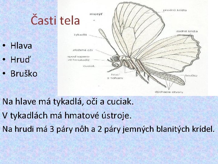 Časti tela • Hlava • Hruď • Bruško Na hlave má tykadlá, oči a