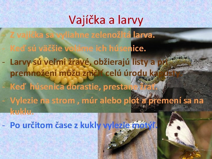 Vajíčka a larvy - Z vajíčka sa vyliahne zelenožltá larva. - Keď sú väčšie